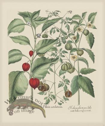 Besler 304 Colored  B2